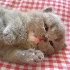 images (7)