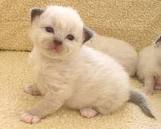 images (9)