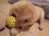 Sara Golden Retriever 010