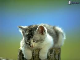 imagesCAIMI31Y