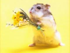 images (17)