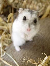 images (18)