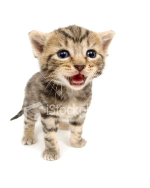 istockphoto_1698453-crying-kitten-on-white-background