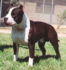 pitbull