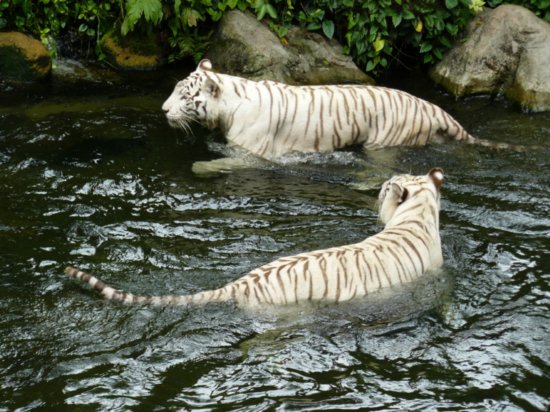 singapur-zoo-tigre