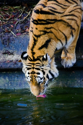 smadny-tiger-stx134