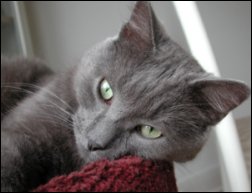 tom1
