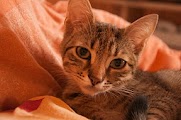 _DSC0070
