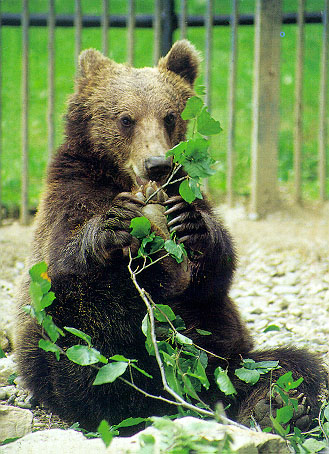 zoo_img_bear