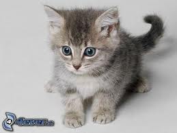 images (3)